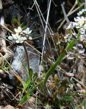 Fotografia 3 da espécie Teesdalia coronopifolia no Jardim Botânico UTAD