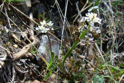 Fotografia da espécie Teesdalia coronopifolia