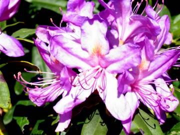 Fotografia da espécie Rhododendron ponticum subesp. baeticum