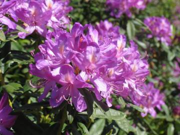 Fotografia da espécie Rhododendron ponticum subesp. baeticum