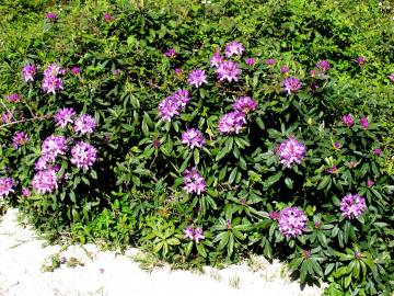 Fotografia da espécie Rhododendron ponticum subesp. baeticum