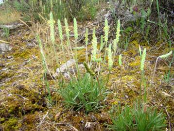 Fotografia da espécie Plantago holosteum