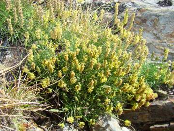 Fotografia da espécie Plantago holosteum