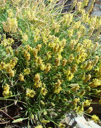 Fotografia de capa Plantago holosteum - do Jardim Botânico