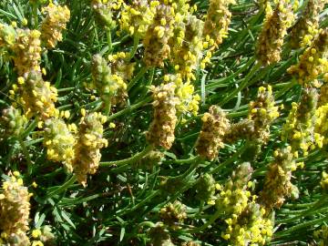 Fotografia da espécie Plantago holosteum