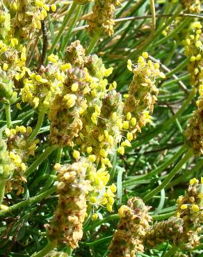 Fotografia 5 da espécie Plantago holosteum no Jardim Botânico UTAD