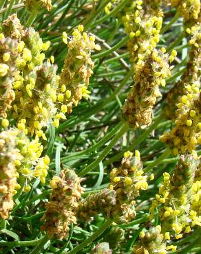 Fotografia 6 da espécie Plantago holosteum no Jardim Botânico UTAD