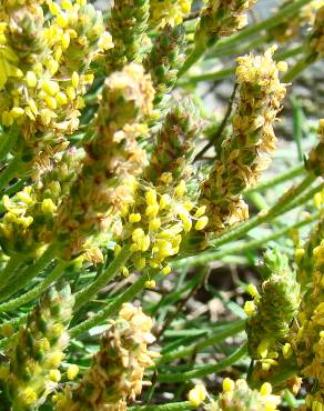 Fotografia 7 da espécie Plantago holosteum no Jardim Botânico UTAD