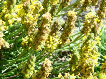 Fotografia da espécie Plantago holosteum