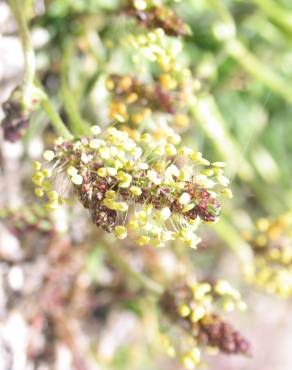 Fotografia 8 da espécie Plantago holosteum no Jardim Botânico UTAD