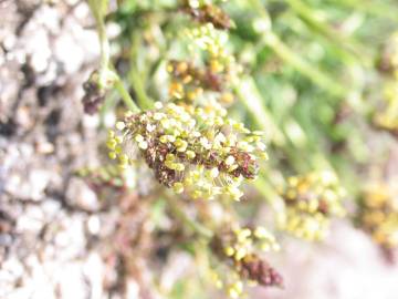 Fotografia da espécie Plantago holosteum