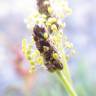 Fotografia 9 da espécie Plantago holosteum do Jardim Botânico UTAD