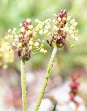 Fotografia 10 da espécie Plantago holosteum no Jardim Botânico UTAD