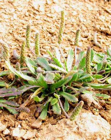 Fotografia de capa Plantago macrorhiza - do Jardim Botânico