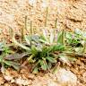 Fotografia 1 da espécie Plantago macrorhiza do Jardim Botânico UTAD