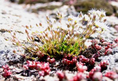 Fotografia da espécie Spergula morisonii