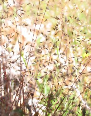 Fotografia 4 da espécie Molineriella laevis no Jardim Botânico UTAD