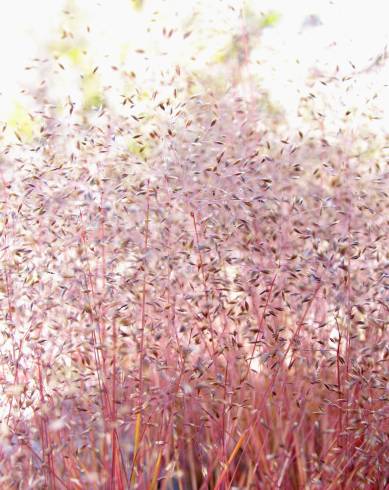 Fotografia de capa Molineriella laevis - do Jardim Botânico