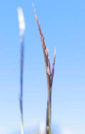 Fotografia da espécie Nardus stricta