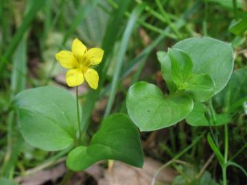 Fotografia da espécie Lysimachia nemorum