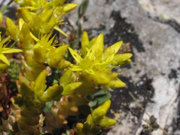 Fotografia da espécie Sedum acre