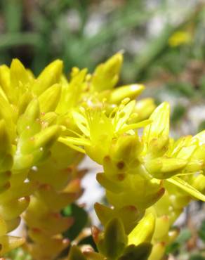 Fotografia 1 da espécie Sedum acre no Jardim Botânico UTAD