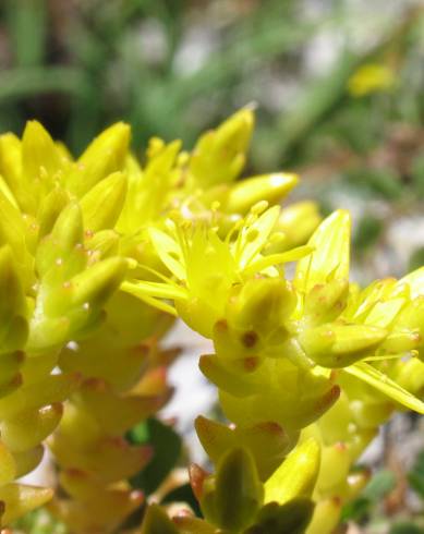 Fotografia de capa Sedum acre - do Jardim Botânico