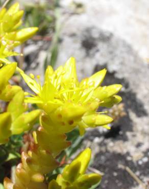 Fotografia 5 da espécie Sedum acre no Jardim Botânico UTAD