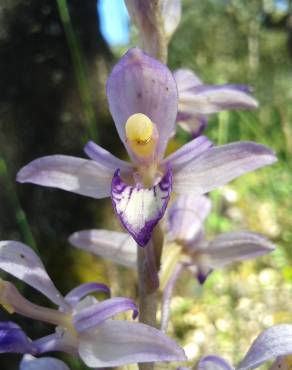 Fotografia 1 da espécie Limodorum abortivum no Jardim Botânico UTAD