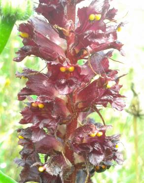 Fotografia 1 da espécie Orobanche variegata no Jardim Botânico UTAD