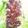 Fotografia 1 da espécie Orobanche variegata do Jardim Botânico UTAD