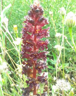 Fotografia 3 da espécie Orobanche variegata no Jardim Botânico UTAD