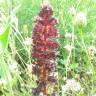 Fotografia 3 da espécie Orobanche variegata do Jardim Botânico UTAD