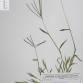 Fotografia 1 de herbário da espécie Digitaria debilis no Jardim Botânico UTAD