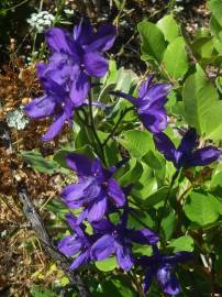 Fotografia da espécie Delphinium pentagynum