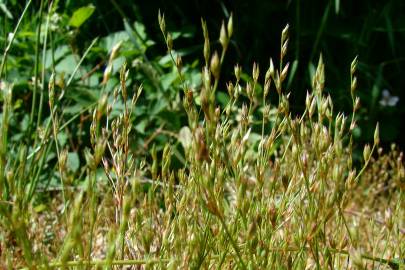 Fotografia da espécie Juncus bufonius