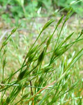 Fotografia 3 da espécie Juncus bufonius no Jardim Botânico UTAD