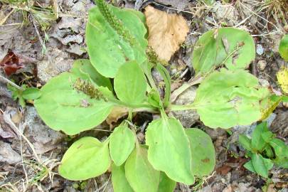 Fotografia da espécie Plantago major