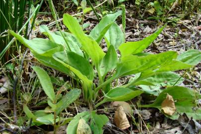 Fotografia da espécie Plantago major