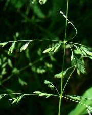 Fotografia da espécie Agrostis castellana