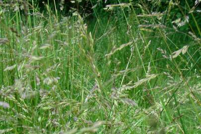 Fotografia da espécie Agrostis castellana