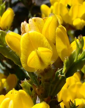 Fotografia 1 da espécie Pterospartum tridentatum subesp. cantabricum no Jardim Botânico UTAD