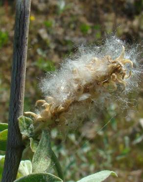 Fotografia 6 da espécie Salix salviifolia subesp. salviifolia no Jardim Botânico UTAD