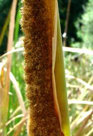 Fotografia da espécie Typha domingensis