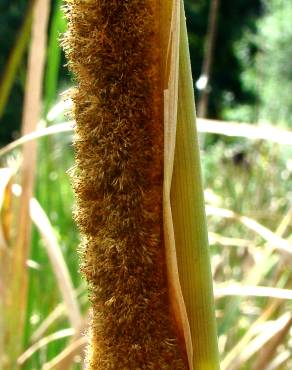 Fotografia 3 da espécie Typha domingensis no Jardim Botânico UTAD