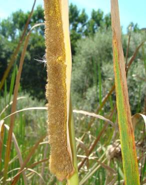 Fotografia 4 da espécie Typha domingensis no Jardim Botânico UTAD