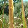 Fotografia 4 da espécie Typha domingensis do Jardim Botânico UTAD