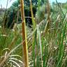 Fotografia 5 da espécie Typha domingensis do Jardim Botânico UTAD