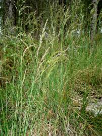 Fotografia da espécie Pseudarrhenatherum longifolium