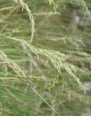 Fotografia 3 da espécie Pseudarrhenatherum longifolium no Jardim Botânico UTAD